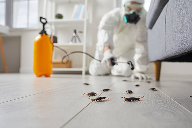 Commercial Kitchen Cockroach Control in Stedman